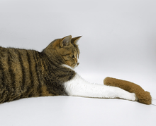 Load image into Gallery viewer, [GGD] SPACECOMPANY ECO FUR TAIL CAT WAND TOY
