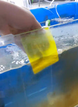 Load image into Gallery viewer, [GGD] Minfactory Fish Tank Scrubber 4P
