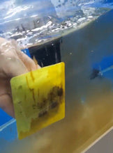 Load image into Gallery viewer, [GGD] Minfactory Fish Tank Scrubber 4P
